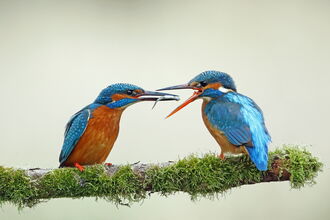 Kingfishers with minnow on River Test, by Richard Jacobs