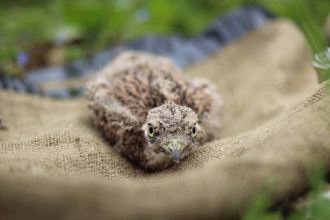 stone curlew chick
