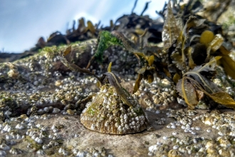 Common limpet © Tim Ferrero