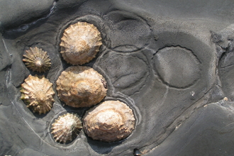 Common limpets with home scars © Richard Burkmar
