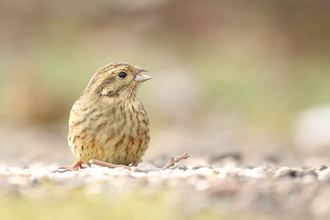 Cirl bunting © Austin Morley