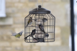 Finches and tits feeding © Nicholas Watts