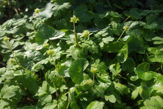 Moschatel