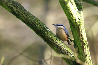 Nuthatch on branch