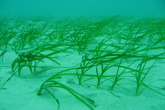 Seagrass bed © Polly Whyte