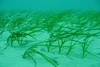 Seagrass bed © Polly Whyte