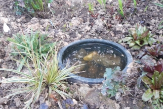 Roz's sunken pot in her garden.