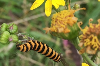 Cinnabar moth caterpillar