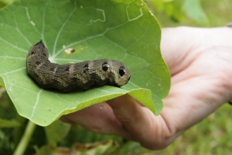 Elephant Hawk Moth caterpillar