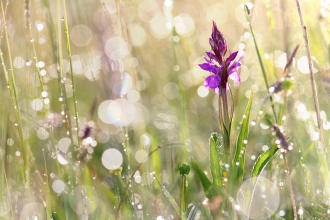 Southern marsh orchid © Lukas Steigerwald