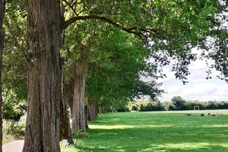 Avenue of trees in park