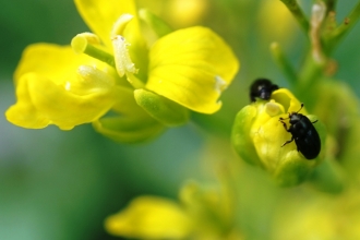 Pollen Beetles