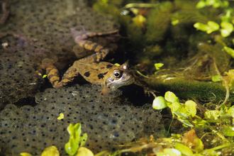 Frog swimming surrounded by frogspawn