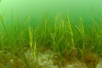 Seagrass ©Paul Naylor