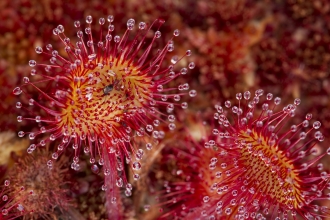 Sundew © Mark Hamblin 2020VISION