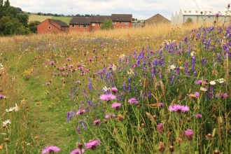 Wildflowers (c) Kieron Huston