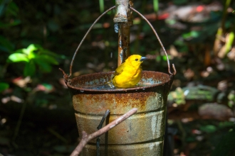 Bird bath - bird enjoying water from a bucket hanging on a tap.