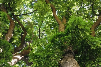 View of tree canopy from forest floor