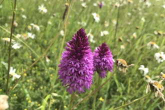 Pyramidal Orchids, Susan Simmonds