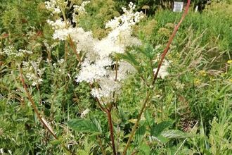 meadowsweet