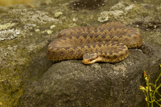 Adder © Danny Green/2020VISION