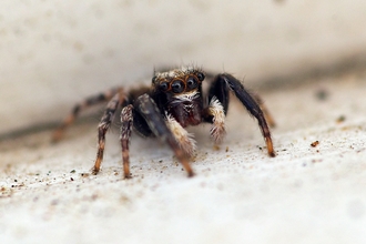 Fleecey jumping spider (Pseudophrys lanigera)