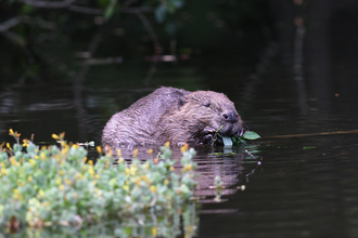 Beaver (C)David Parkyn Cornwall Wildlife Trust