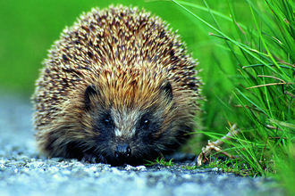 Hedgehog by Darin Smith