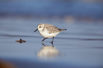 Sanderling © Neil Aldridge