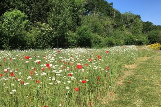 wildflower 
