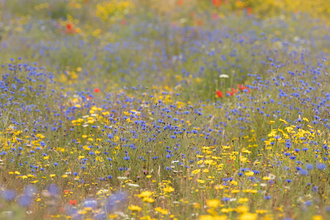 Wildflowers on farmland © James Adler