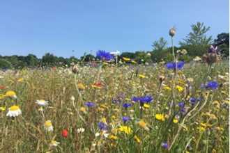 wildflowers
