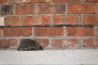 Hedgehog walking along urban wall