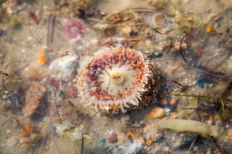 Dahlia anemone © Paul Gonella