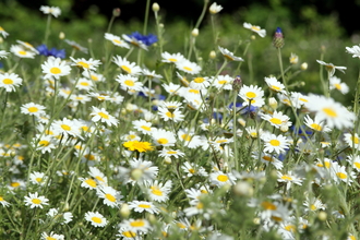 Wildflower meadow