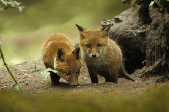 Fox cubs © Jon Hawkins - Surrey Hills Photography