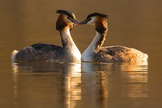 Grebe © Jon Hawkins - Surrey Hills Photography