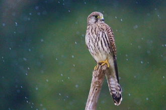 Kestrel on dead wood