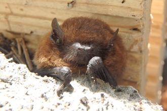 Common pipistrelle found during bat box survey in Hampshire