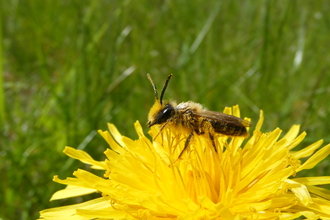 Bee on Dandelion