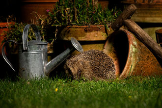 Hedgehog in plant pots near watering can