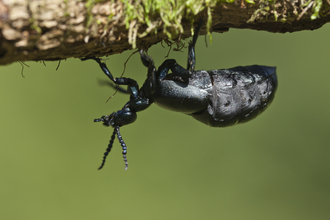 Oil beetle 