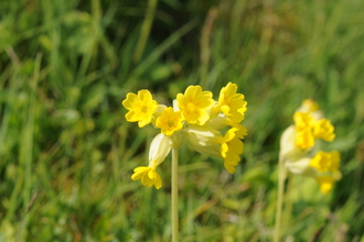 cowslips