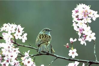 Dunnock sitting in tree among blossom