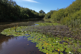 Newchurch Moors © Ian Pratt