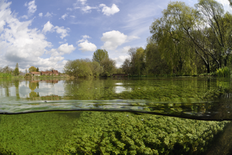 River Itchen © Linda Pitkin/2020VISION