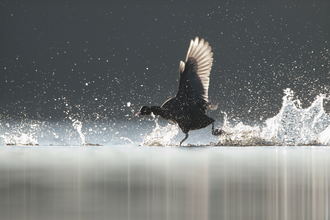 Coot splashing on water © Andrew Parkinson/2020VISION