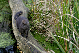 American mink © Darin Smith