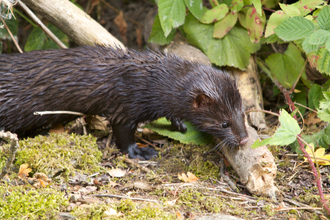 American mink © Tom Hibbert