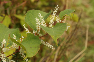 Japanese knotweed © Vaughn Matthews